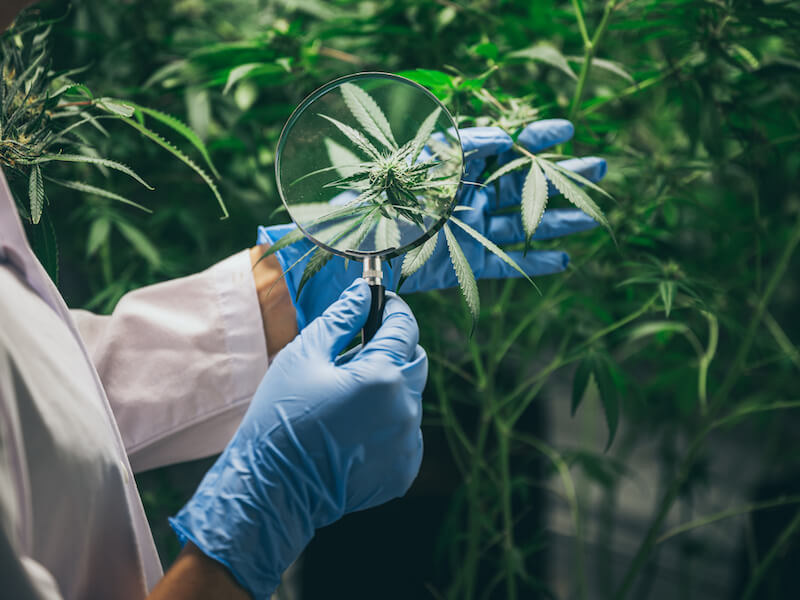 Researcher examining leaves of cannabinoids that have been linked to tinnitus.