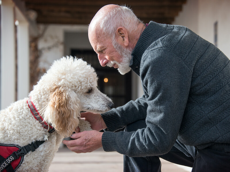 Senior man with hearing loss getting ready to go out with his best friend, a Standard Poodle service dog.