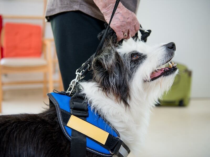 People With Hearing Loss Usually Have a Special Bond With Their Pets